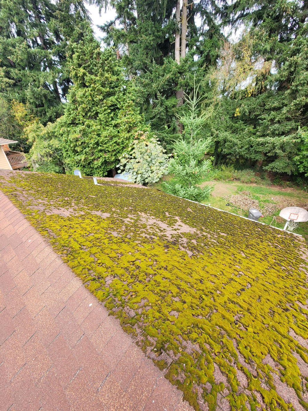 Roof before: asphalt shingles covered in thick moss