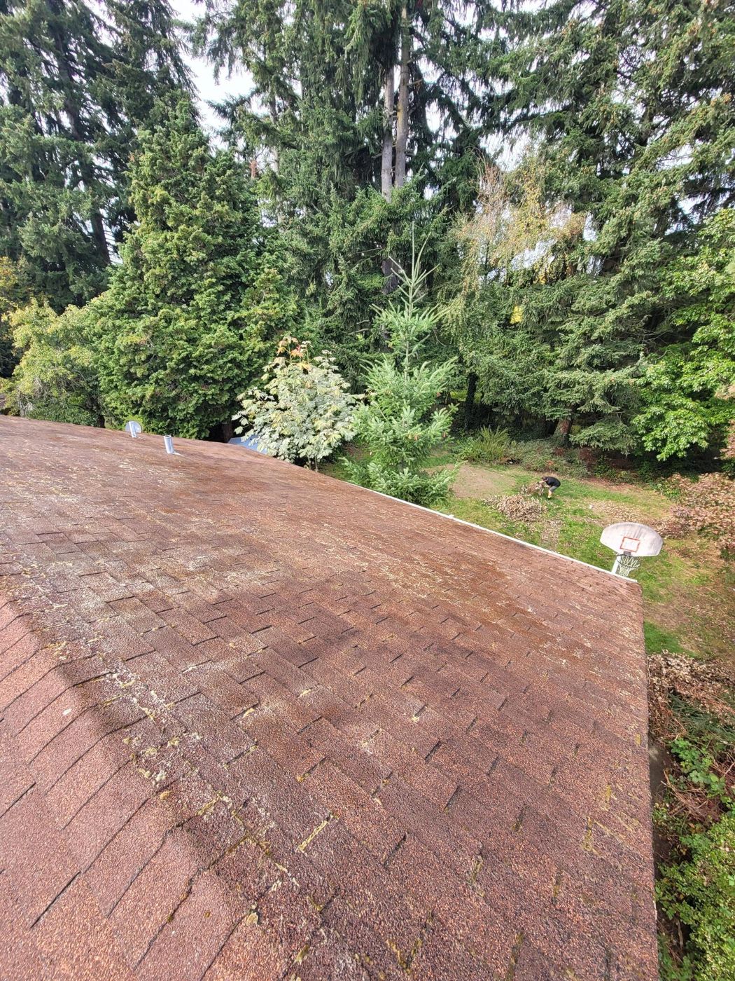 Roof after: moss removed, shingles clean