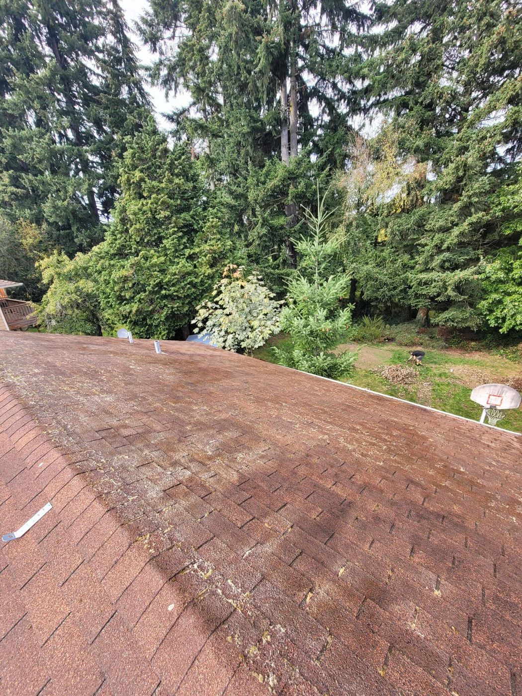 Clean asphalt shingle roof after moss treatment