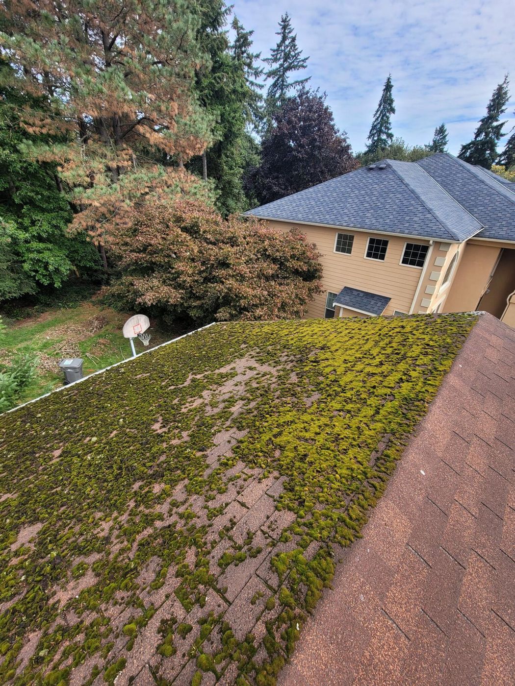 Roof ridge covered in moss, before